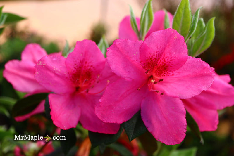 - Azalea 'Judge Solomon’ Southern Indica Pink Azalea - Mr Maple │ Buy Japanese Maple Trees
