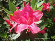 - Azalea 'Judge Solomon’ Southern Indica Pink Azalea - Mr Maple │ Buy Japanese Maple Trees