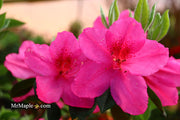 - Azalea 'Judge Solomon’ Southern Indica Pink Azalea - Mr Maple │ Buy Japanese Maple Trees