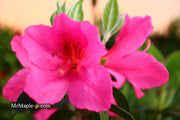 - Azalea 'Judge Solomon’ Southern Indica Pink Azalea - Mr Maple │ Buy Japanese Maple Trees