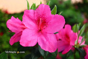 - Azalea 'Judge Solomon’ Southern Indica Pink Azalea - Mr Maple │ Buy Japanese Maple Trees