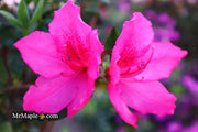 - Azalea 'Judge Solomon’ Southern Indica Pink Azalea - Mr Maple │ Buy Japanese Maple Trees