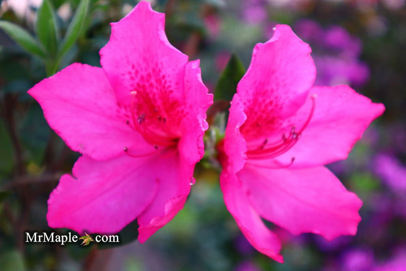 - Azalea 'Judge Solomon’ Southern Indica Pink Azalea - Mr Maple │ Buy Japanese Maple Trees