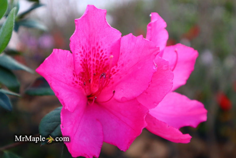 - Azalea 'Judge Solomon’ Southern Indica Pink Azalea - Mr Maple │ Buy Japanese Maple Trees