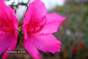 - Azalea 'Judge Solomon’ Southern Indica Pink Azalea - Mr Maple │ Buy Japanese Maple Trees