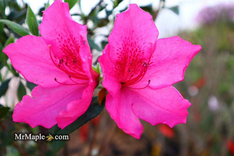 - Azalea 'Judge Solomon’ Southern Indica Pink Azalea - Mr Maple │ Buy Japanese Maple Trees