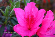 - Azalea 'Judge Solomon’ Southern Indica Pink Azalea - Mr Maple │ Buy Japanese Maple Trees