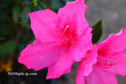 - Azalea 'Judge Solomon’ Southern Indica Pink Azalea - Mr Maple │ Buy Japanese Maple Trees
