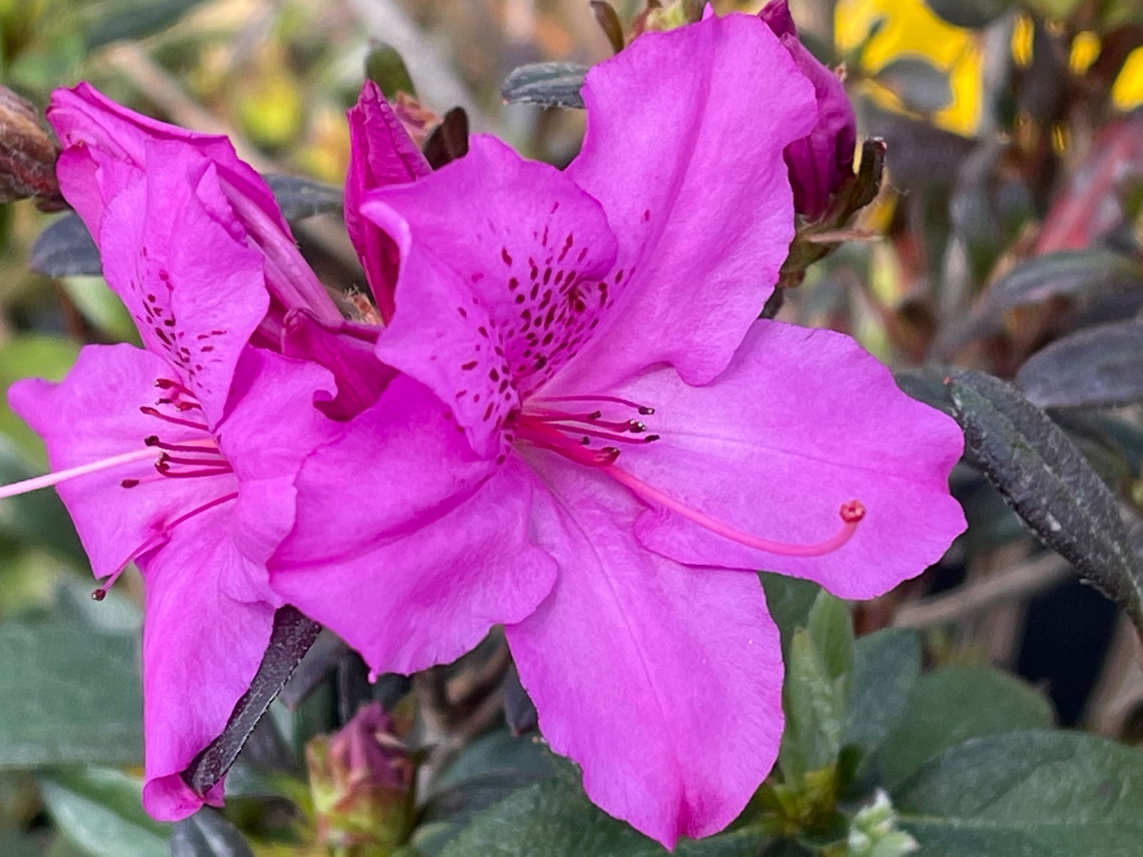 Buy Azalea 'Karens' Evergreen Native Azalea — Mr Maple │ Buy