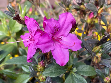 - Azalea 'Karen' Evergreen Azalea - Mr Maple │ Buy Japanese Maple Trees