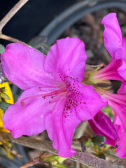 - Azalea 'Karen' Evergreen Azalea - Mr Maple │ Buy Japanese Maple Trees