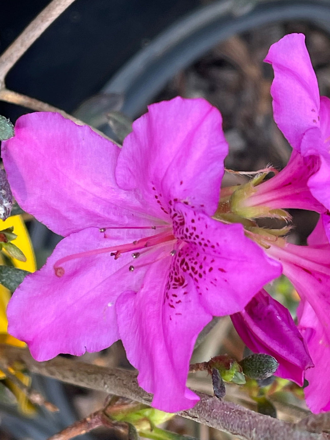Buy Azalea 'Karens’ Evergreen Native Azalea — Mr Maple │ Buy Japanese ...