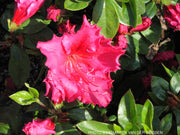 - Azalea 'Katherine Allison’ Red Flowering Aromi Azalea - Mr Maple │ Buy Japanese Maple Trees