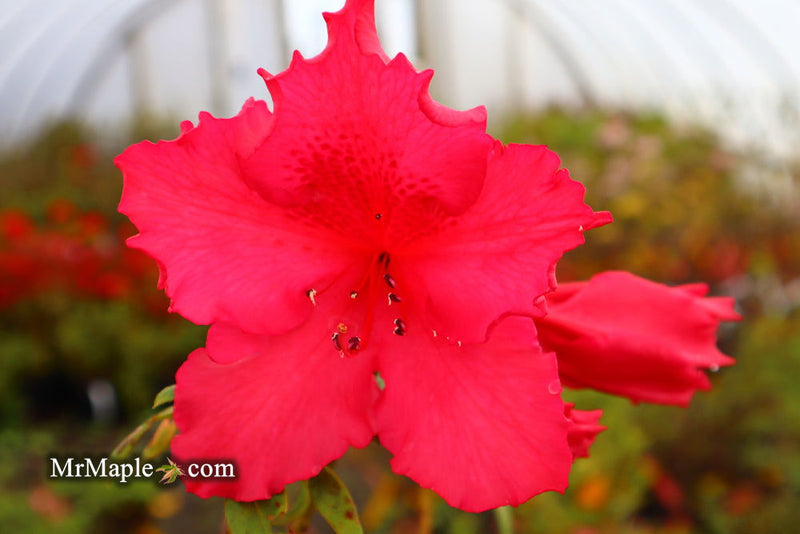 - Azalea 'Katherine Allison’ Red Flowering Aromi Azalea - Mr Maple │ Buy Japanese Maple Trees