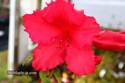 - Azalea 'Katherine Allison’ Red Flowering Aromi Azalea - Mr Maple │ Buy Japanese Maple Trees