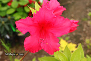 - Azalea 'Katherine Allison’ Red Flowering Aromi Azalea - Mr Maple │ Buy Japanese Maple Trees