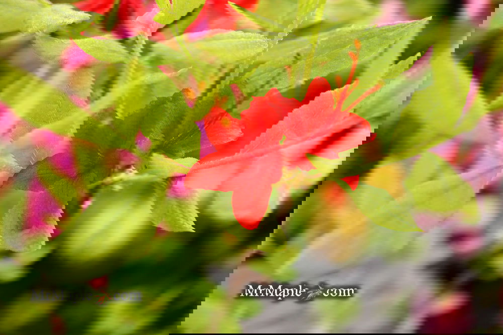 Buy Azalea 'Kelly's Red' Compact Oconee Native Azalea — Mr Maple