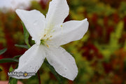 - Azalea 'King's White’ Southern Indica Azalea - Mr Maple │ Buy Japanese Maple Trees
