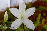 - Azalea 'King's White’ Southern Indica Azalea - Mr Maple │ Buy Japanese Maple Trees