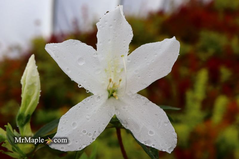 - Azalea 'King's White’ Southern Indica Azalea - Mr Maple │ Buy Japanese Maple Trees