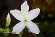 - Azalea 'King's White’ Southern Indica Azalea - Mr Maple │ Buy Japanese Maple Trees