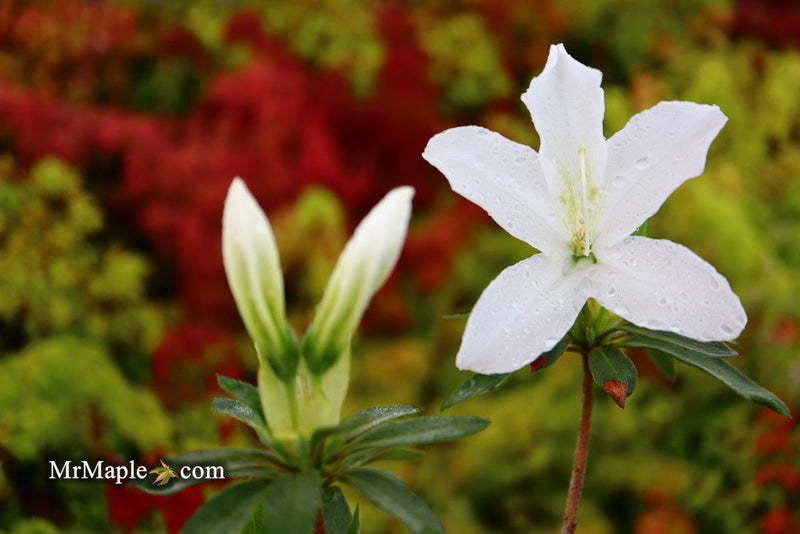 - Azalea 'King's White’ Southern Indica Azalea - Mr Maple │ Buy Japanese Maple Trees