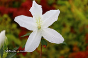 - Azalea 'King's White’ Southern Indica Azalea - Mr Maple │ Buy Japanese Maple Trees