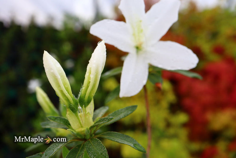 - Azalea 'King's White’ Southern Indica Azalea - Mr Maple │ Buy Japanese Maple Trees