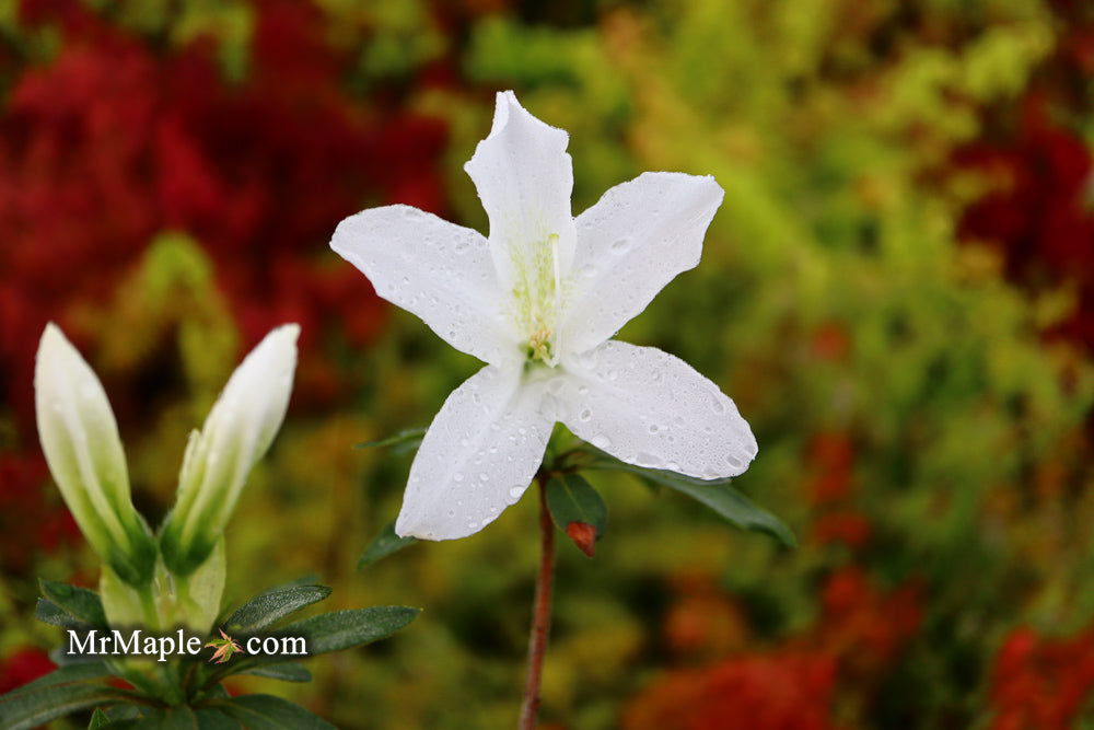 Buy Azalea 'King's White' Southern Belgium Indica Azalea — Mr