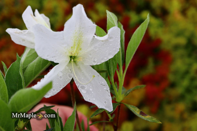 - Azalea 'King's White’ Southern Indica Azalea - Mr Maple │ Buy Japanese Maple Trees