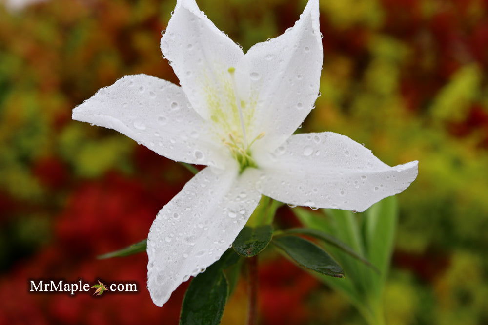 Buy Azalea 'King's White' Southern Belgium Indica Azalea — Mr