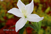 - Azalea 'King's White’ Southern Indica Azalea - Mr Maple │ Buy Japanese Maple Trees