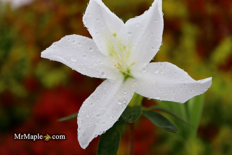 - Azalea 'King's White’ Southern Indica Azalea - Mr Maple │ Buy Japanese Maple Trees