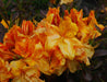 - Azalea 'Klondyke’ Golden Flowers Deciduous Azalea - Mr Maple │ Buy Japanese Maple Trees