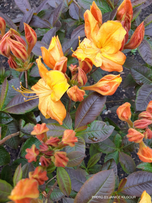 - Azalea 'Klondyke’ Golden Flowers Deciduous Azalea - Mr Maple │ Buy Japanese Maple Trees