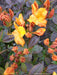 - Azalea 'Klondyke’ Golden Flowers Deciduous Azalea - Mr Maple │ Buy Japanese Maple Trees