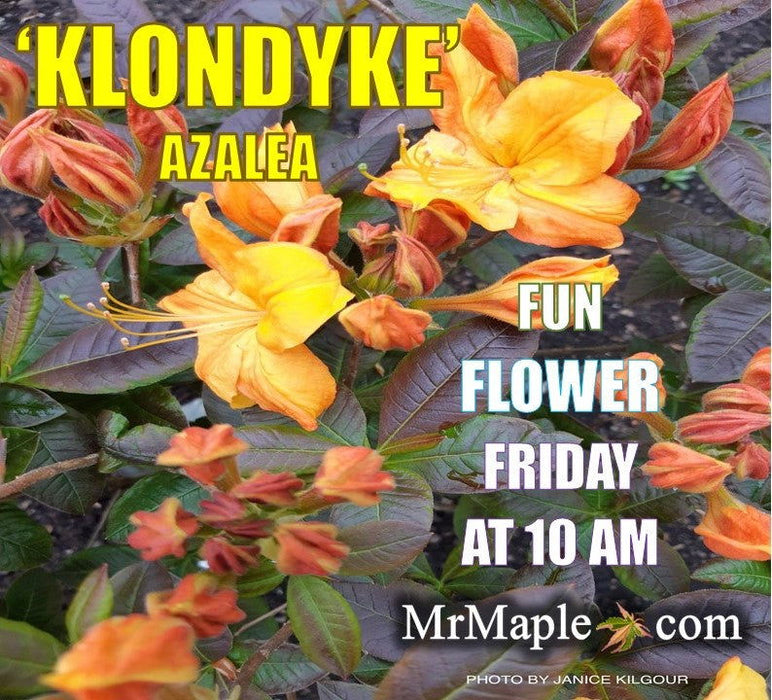 - Azalea 'Klondyke’ Golden Flowers Deciduous Azalea - Mr Maple │ Buy Japanese Maple Trees