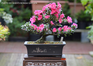 - Azalea 'Kobai #2’ Variegated Satsuki Azalea - Mr Maple │ Buy Japanese Maple Trees