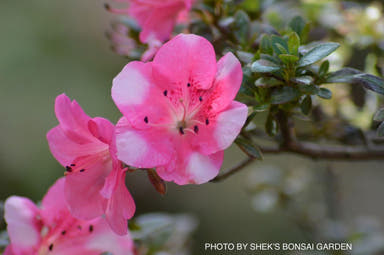 - Azalea 'Kobai #2’ Variegated Satsuki Azalea - Mr Maple │ Buy Japanese Maple Trees