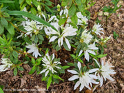 - Azalea 'Koromo White’ Kurume White Spider Azalea - Mr Maple │ Buy Japanese Maple Trees