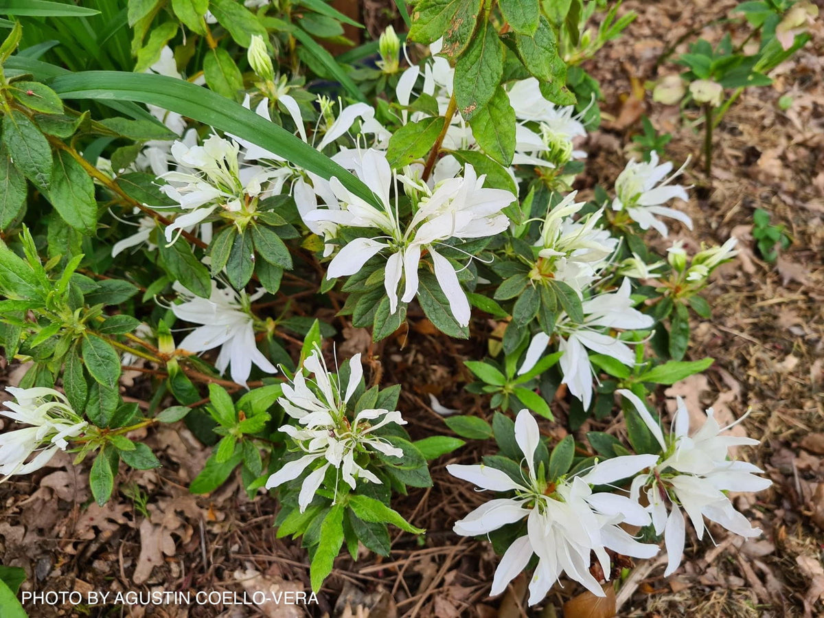 Buy Azalea 'Koromo White' Kurume White Spider Azalea — Mr Maple