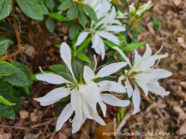 - Azalea 'Koromo White’ Kurume White Spider Azalea - Mr Maple │ Buy Japanese Maple Trees