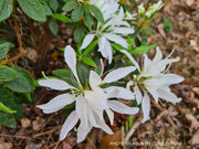 - Azalea 'Koromo White’ Kurume White Spider Azalea - Mr Maple │ Buy Japanese Maple Trees