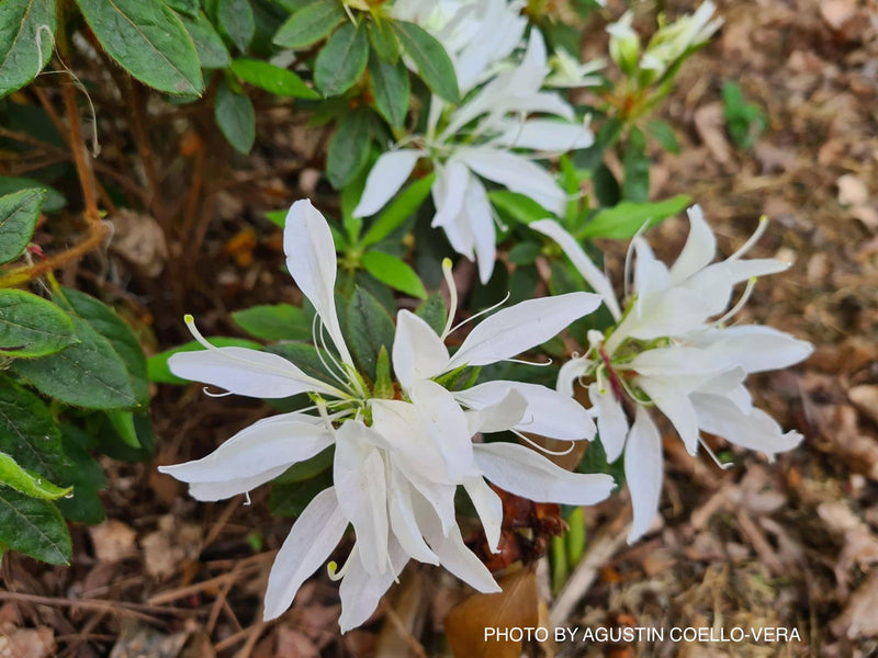 - Azalea 'Koromo White’ Kurume White Spider Azalea - Mr Maple │ Buy Japanese Maple Trees