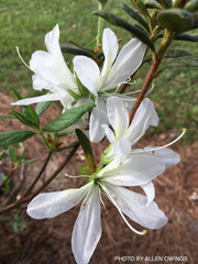 - Azalea 'Koromo White’ Kurume White Spider Azalea - Mr Maple │ Buy Japanese Maple Trees