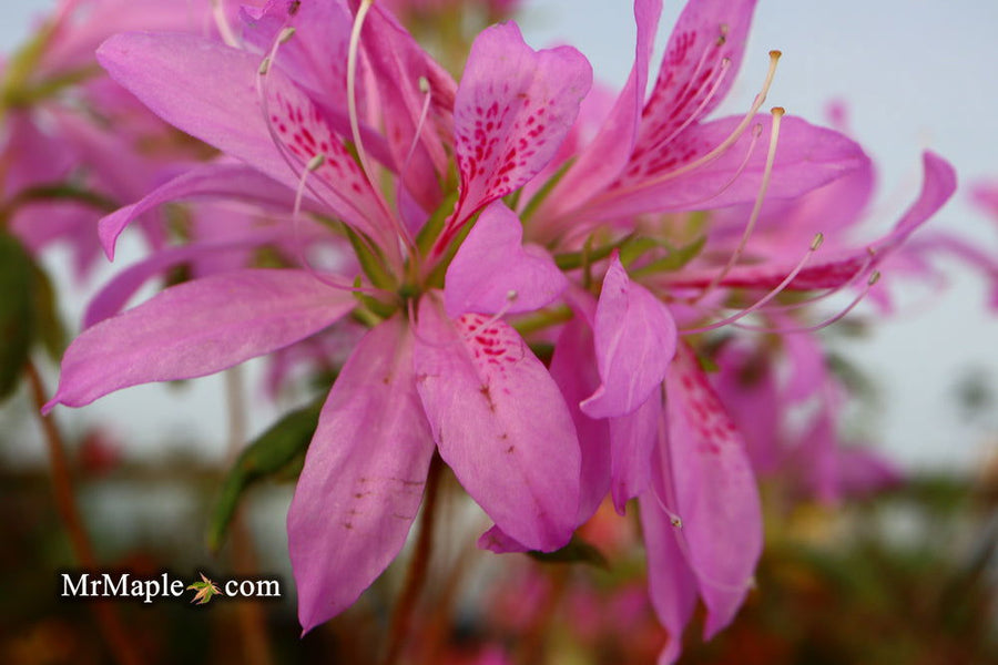 イロハモミジ/ 9 Buy Azalea 'Koromo shikibu' Kurume Purple Spider Azalea — Mr Maple
