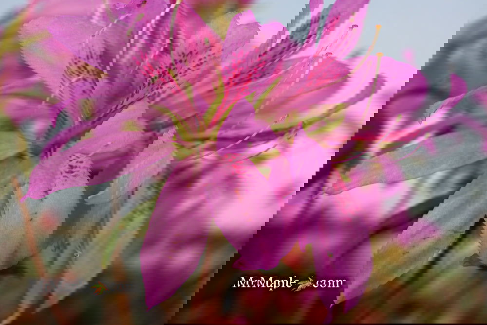 Buy Azalea 'Koromo shikibu' Kurume Purple Spider Azalea — Mr Maple