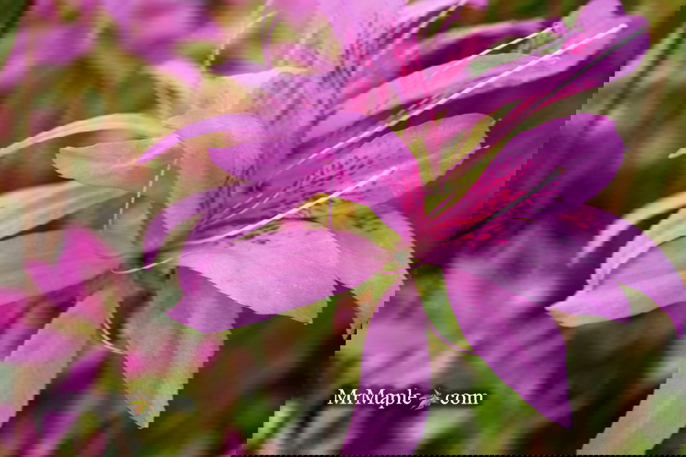 Buy Azalea 'Koromo shikibu' Kurume Purple Spider Azalea — Mr Maple