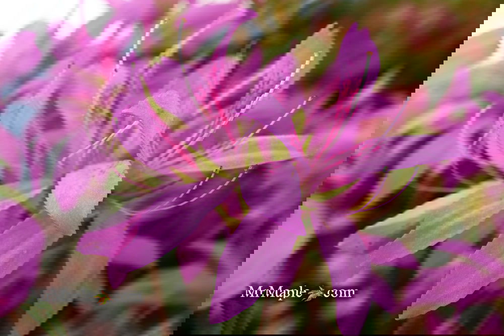 Buy Azalea 'Koromo shikibu' Kurume Purple Spider Azalea — Mr Maple