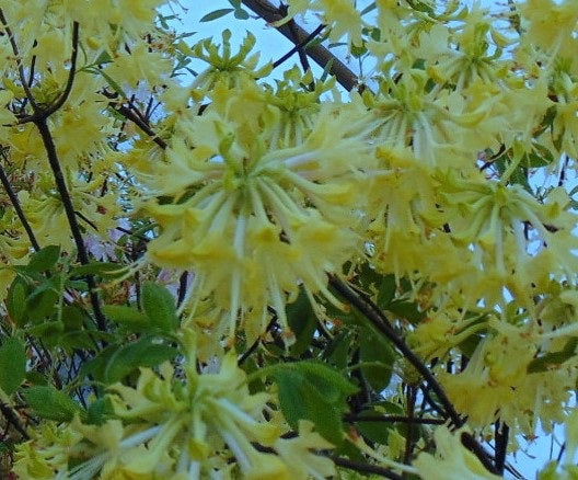 - Azalea 'Lemon Ice’ Yellow Flowers Deciduous Azalea - Mr Maple │ Buy Japanese Maple Trees